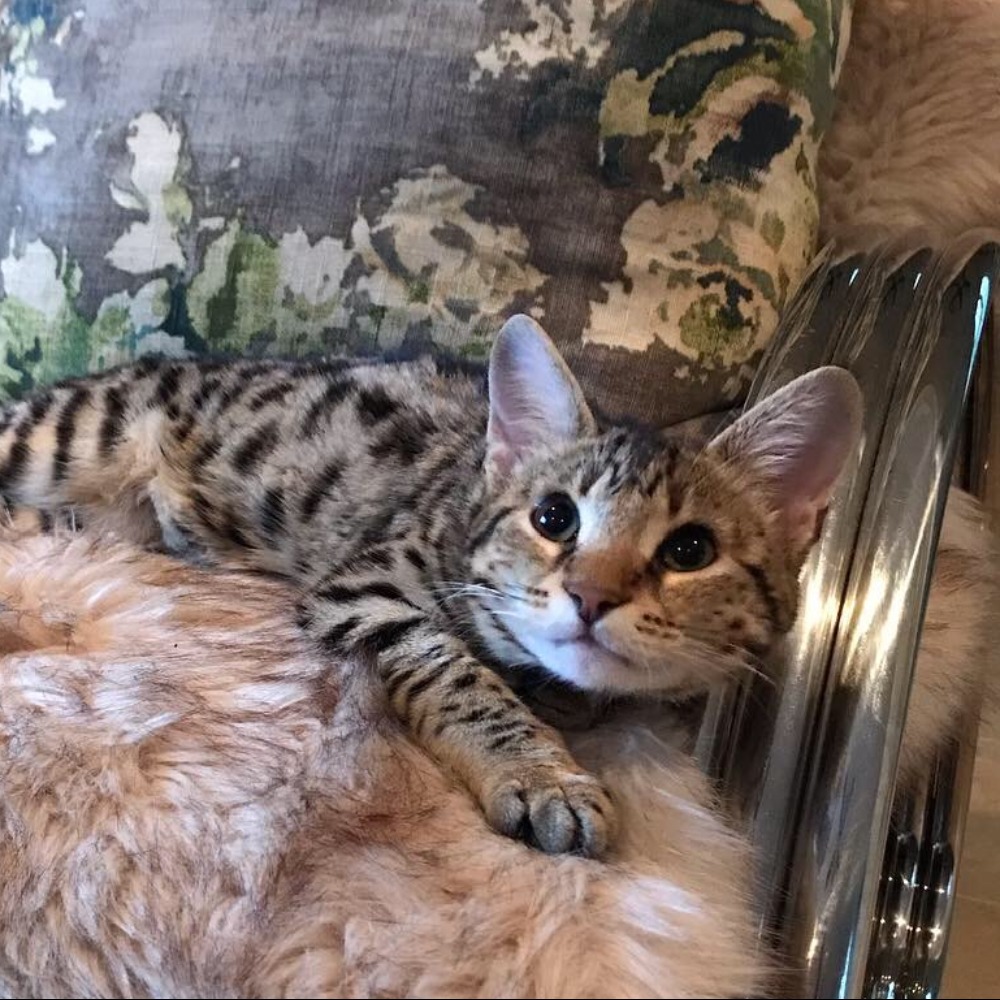 Meet your Posher, Elina